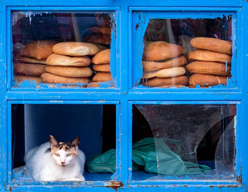 Cat in Chefchaouen