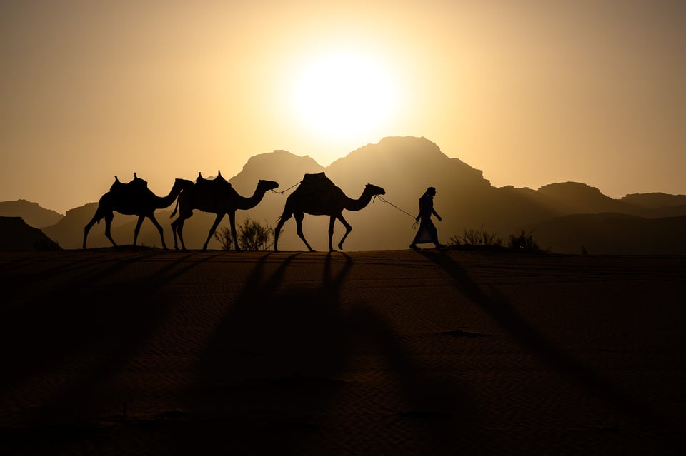 Camels in Wadi Rum Desert, Jordan