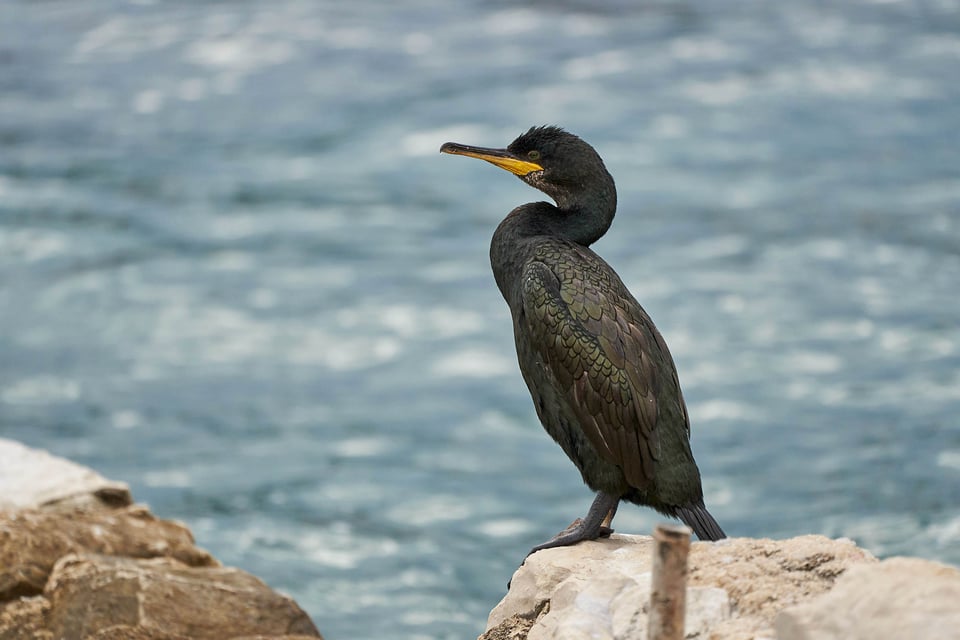 14. Cormorant