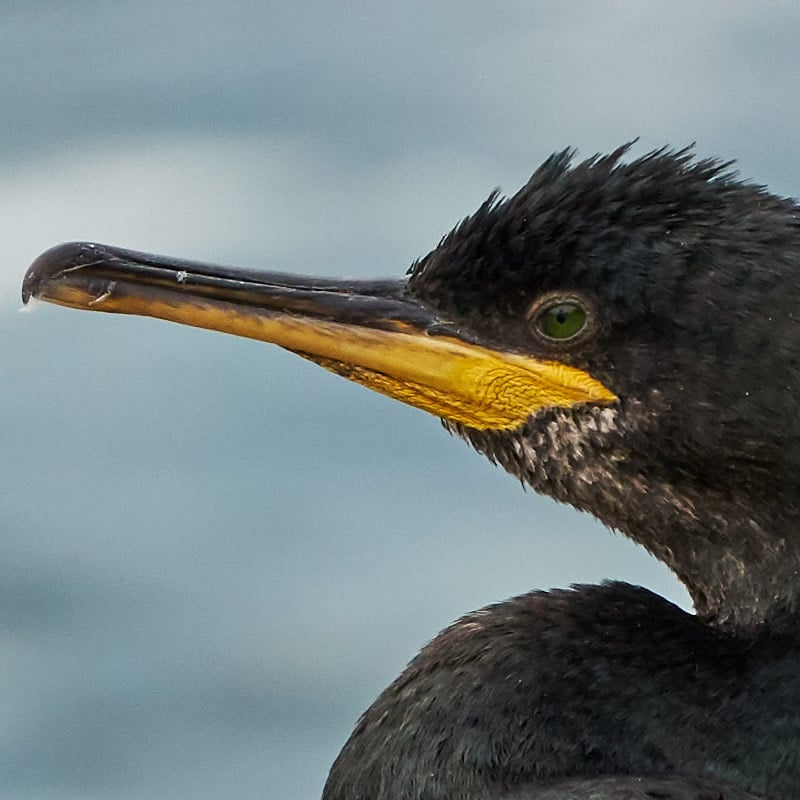 15. Cormorant Crop