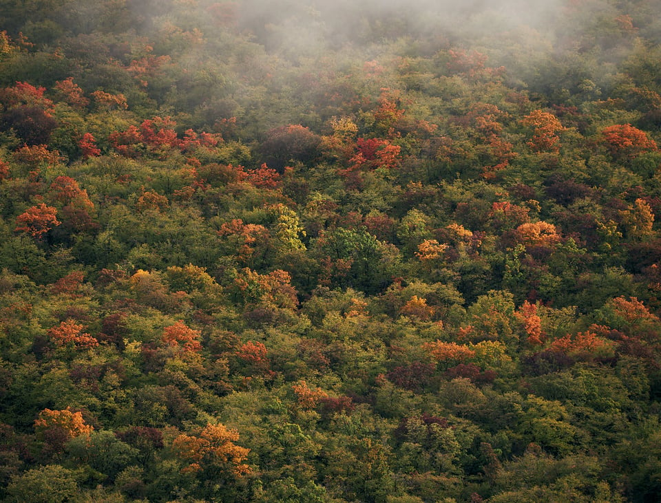 21. Dalamtian Forest during Fall