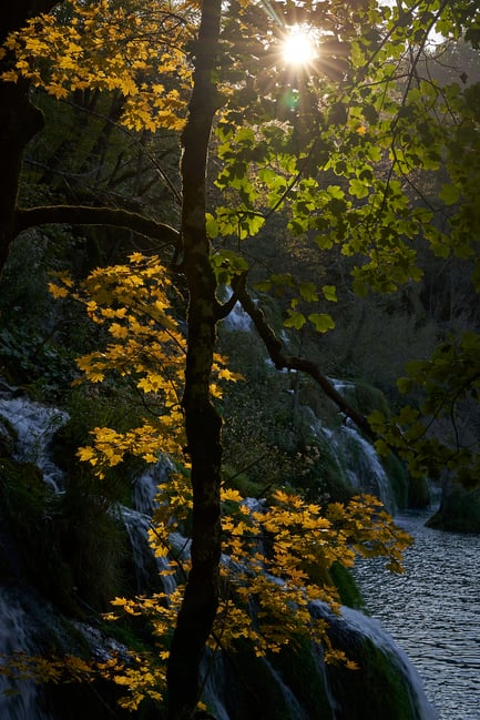 26. Sun Through Fall Leaves