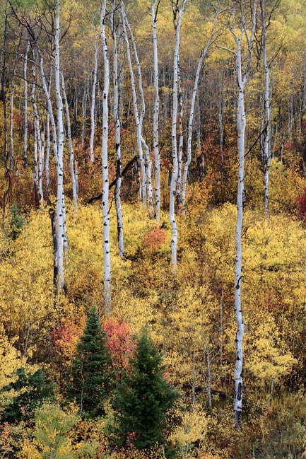 Colorful Aspen Trees