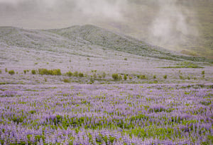 Violet Flowers