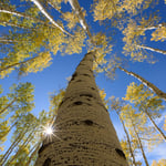 Warm and Cool Colors in Aspen Trees