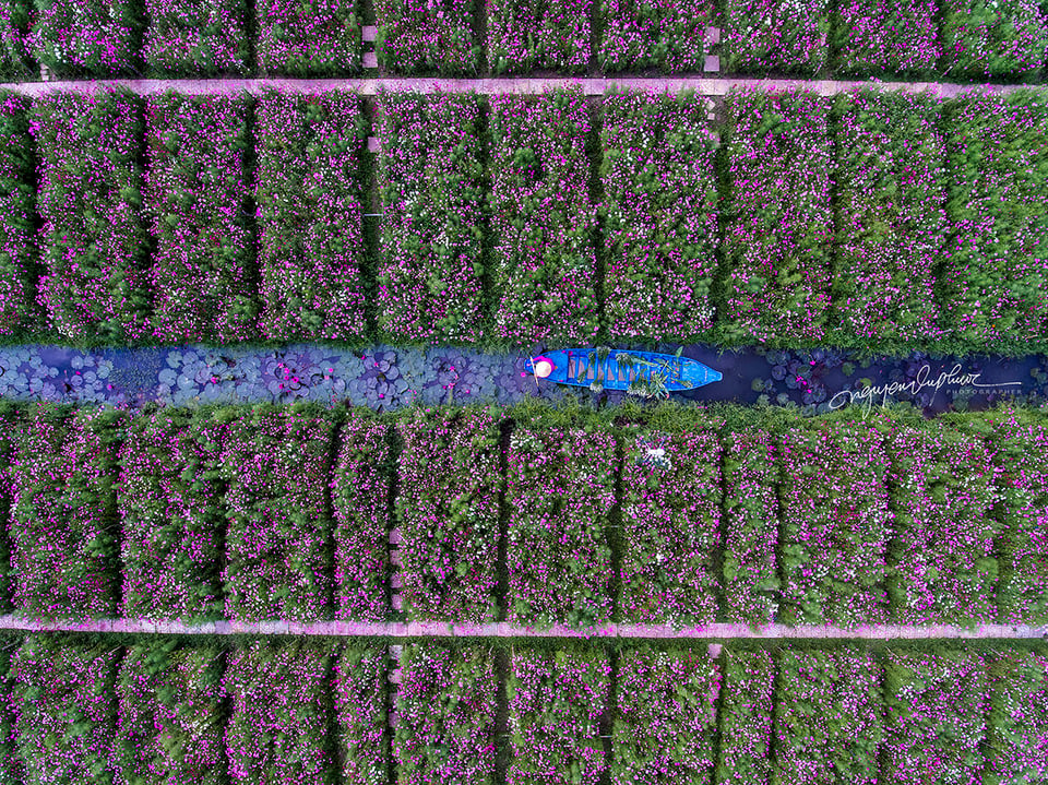 14. Nguyen-vu-Phuoc - Flower farming