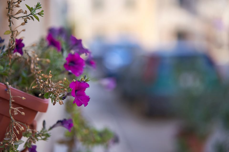 17. Flower on Street