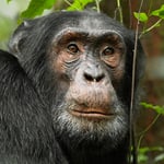 Chimpanzee Crop