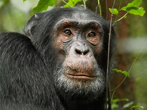 Chimpanzee Crop