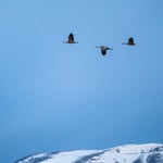 Sandhill Crane Migration