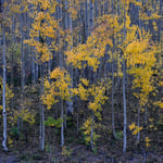 Yellow Aspen Trees