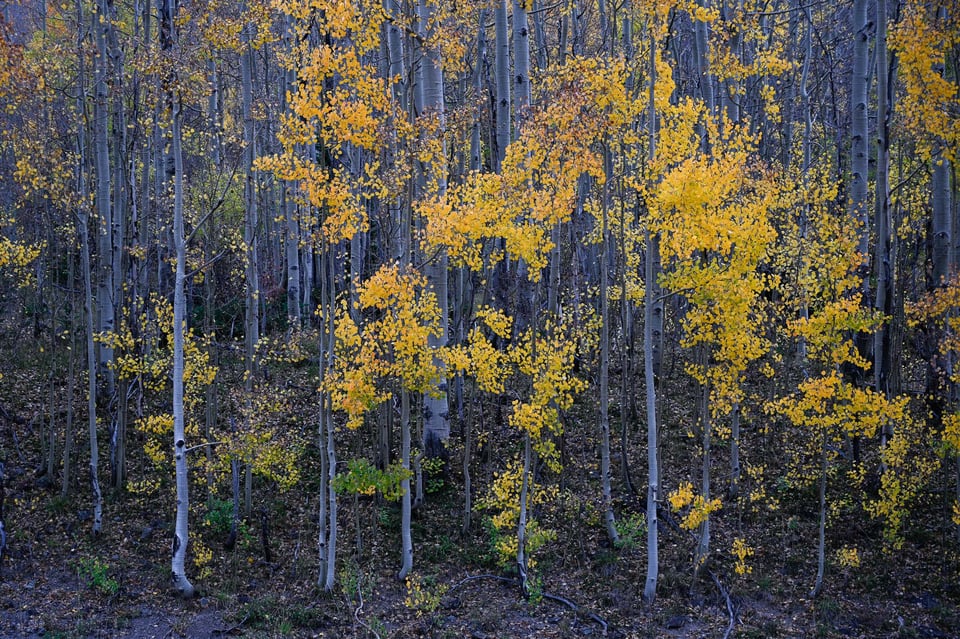 Yellow Aspen Trees