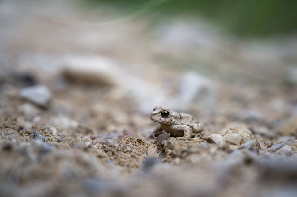 24-70mm f4 S Close-up Macro