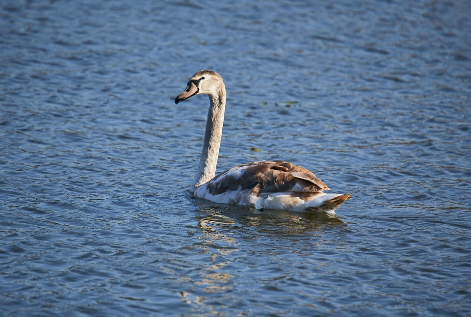 Brown Swan 1