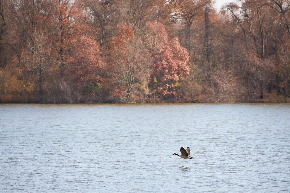 Flying Canadian Goose 2