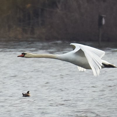 Flying Swans AF Example #2 1