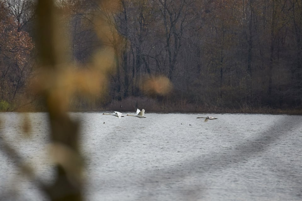 Flying Swans AF Example #2