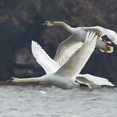Flying Swans AF Example Crop
