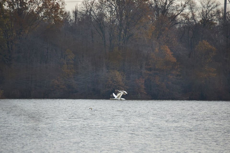 Flying Swans AF Example