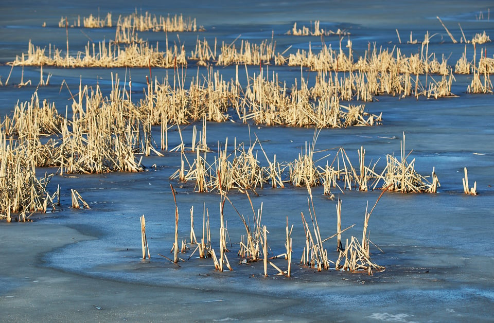 Frozen Reeds