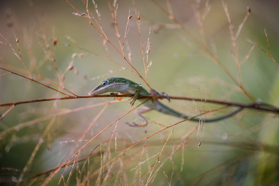 Macro Photography Camera Settings