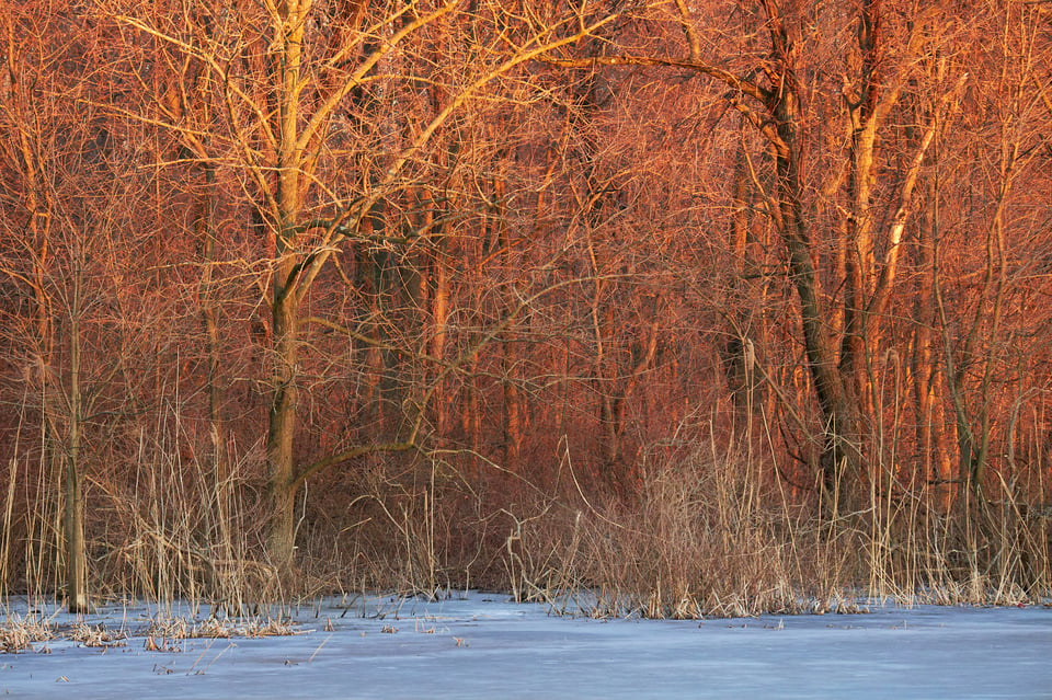 Red Forest At Sunset