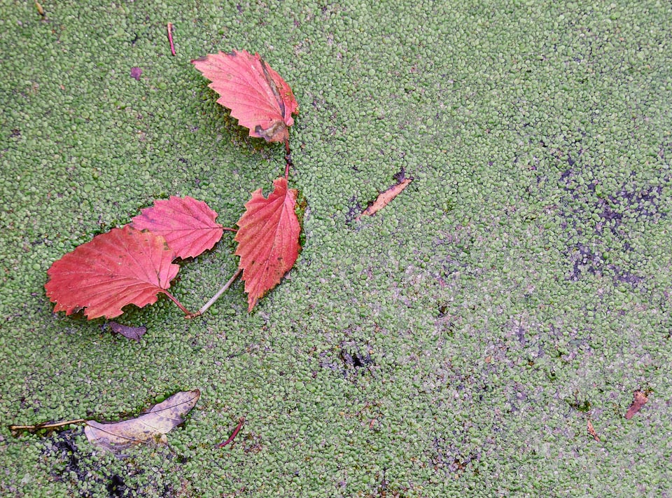 Red Leaf in Water