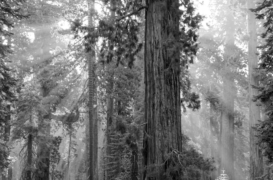 Sunbeams in Black and White Landscape Photo