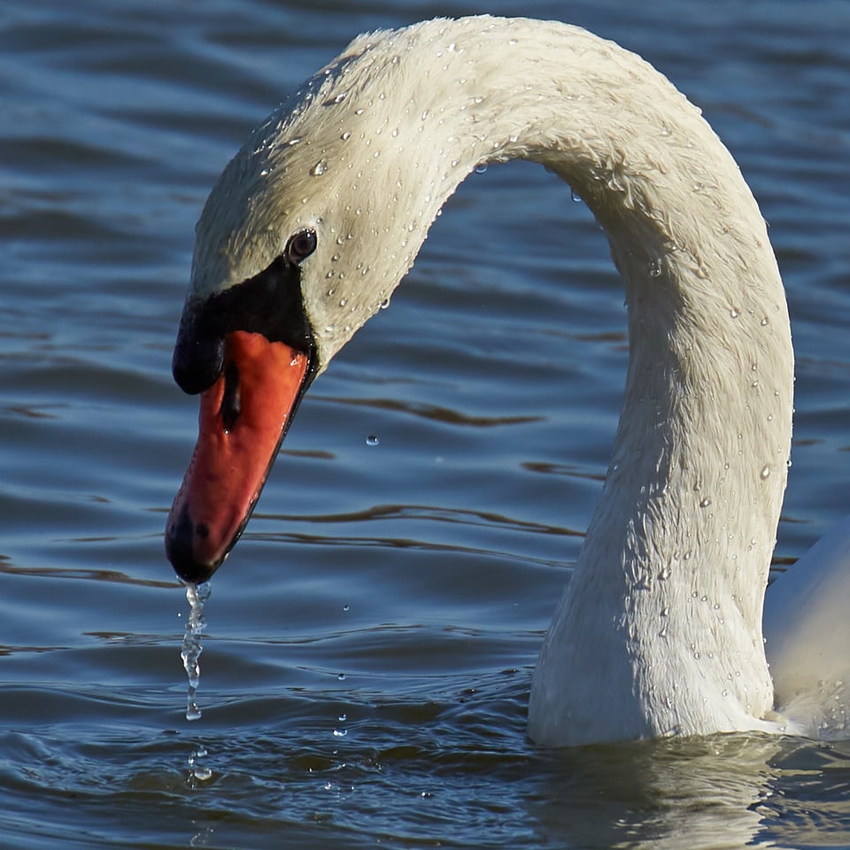 Swan Sharpness Example Crop