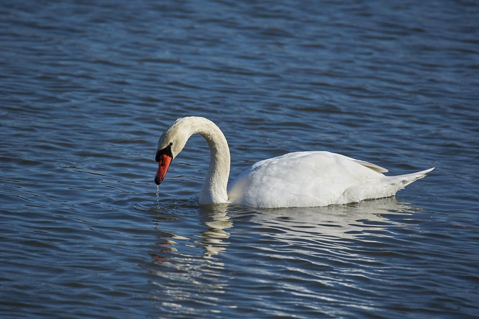 Swan Sharpness Example