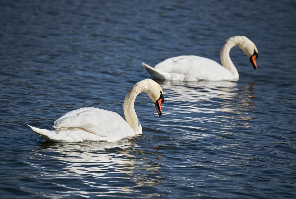 Two-Swans