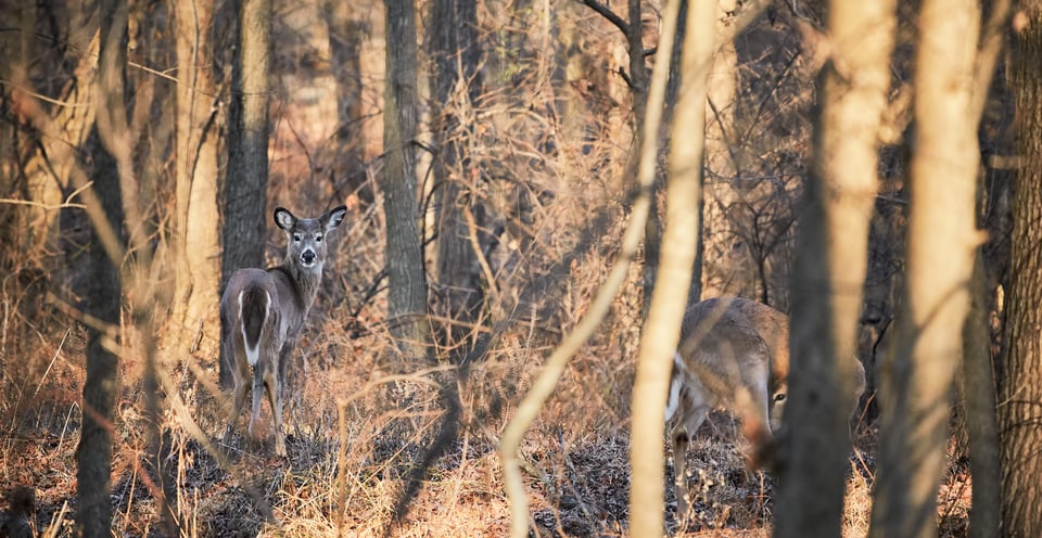 White-Tailed-Deer