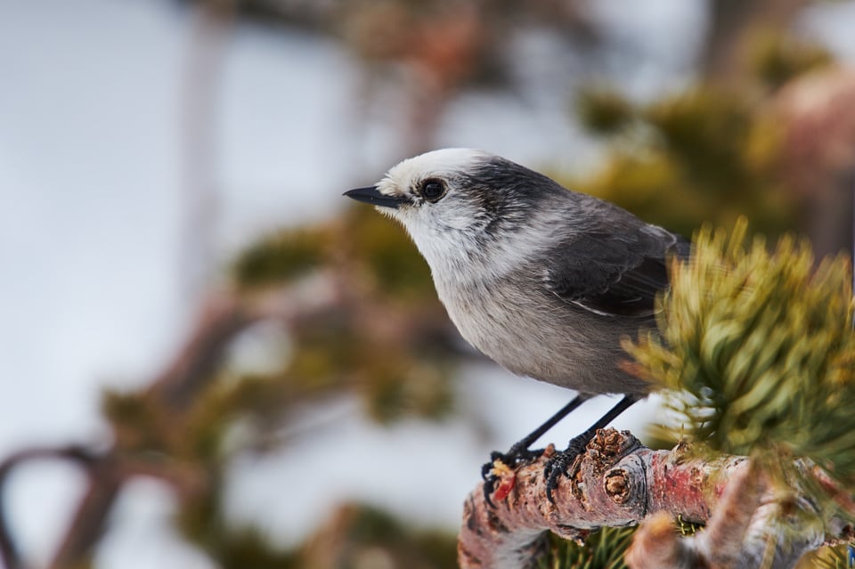 Canon RF 24-105mm f4 Bird Sample