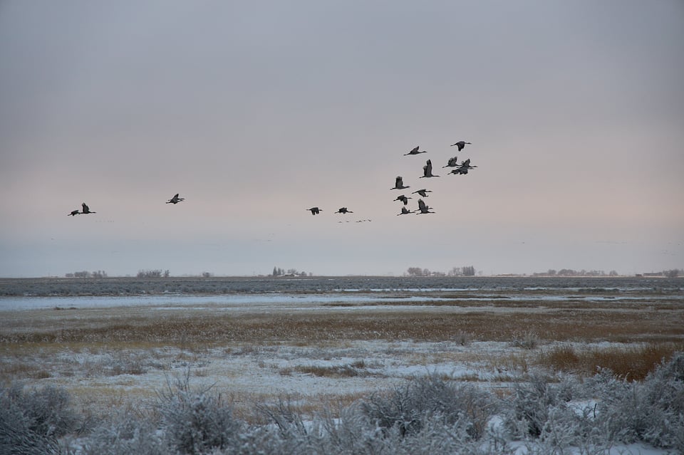Canon RF 24-105mm f4 Sample of Birds