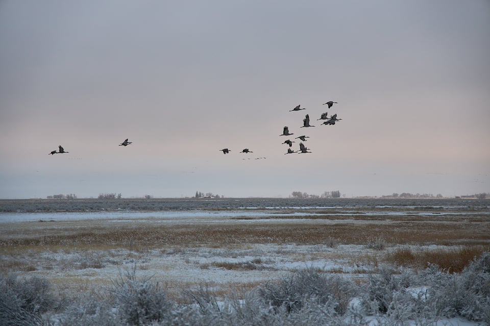 Canon RF 24-105mm f4 Sample of Birds