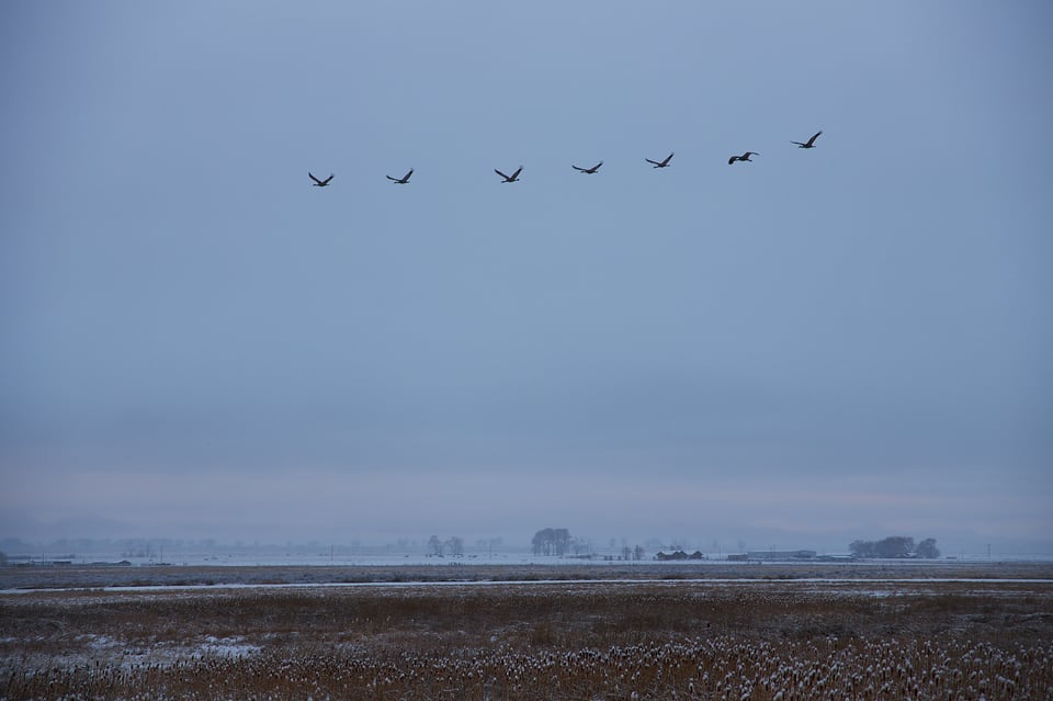 Canon RF 24-105mm f4 Sandhill Cranes Sample