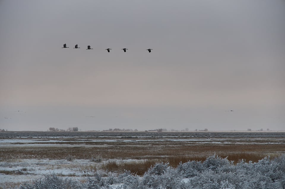 EOS R Photo of Sandhill Cranes