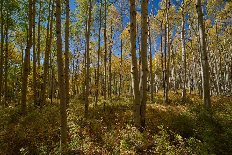 Images captured with rectilinear lenses show straight, non-distorted lines compared to their curvilinear / fisheye counterparts