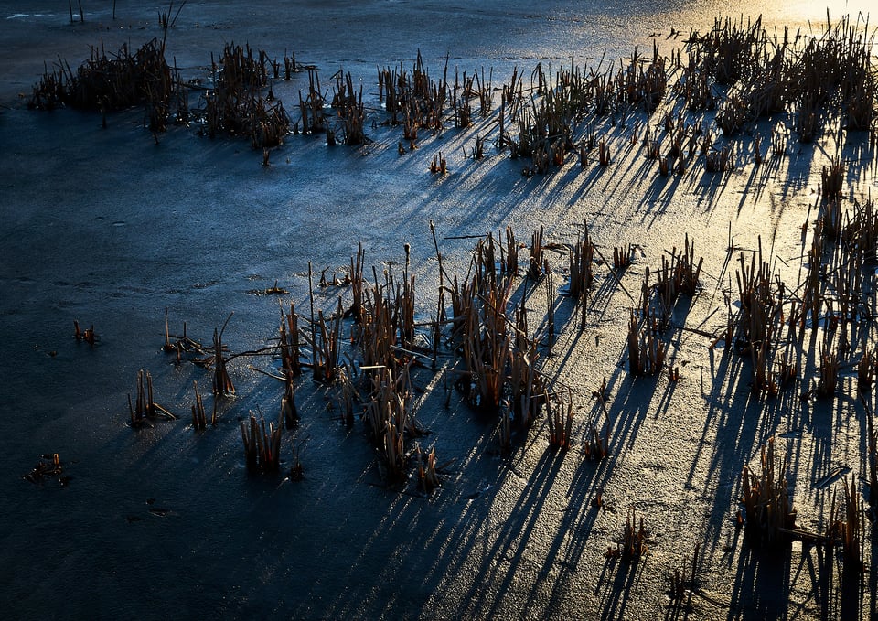 Icy Reeds at Sunset