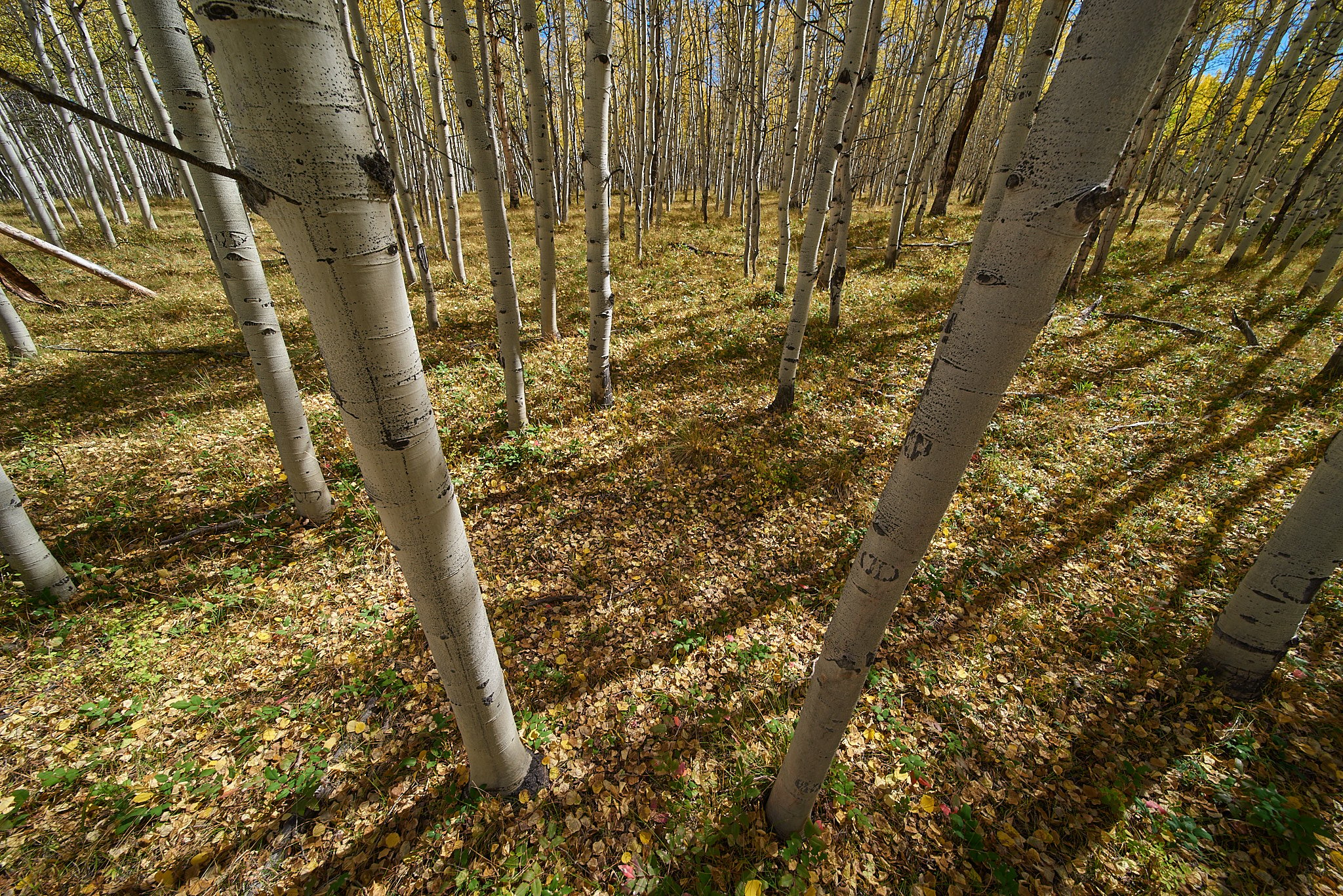 Perspective Distortion 12mm