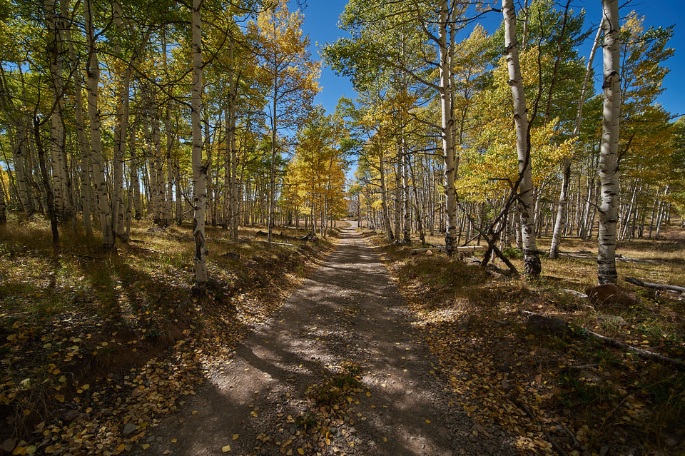 Road and Aspen Trees Sample Landscape