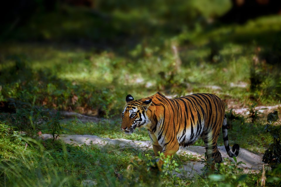 Tiger in the woods. We will use this image to show how to blur background in Photoshop.