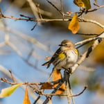 Yellow-Rumped Warbler