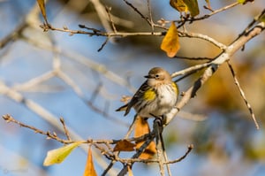 Yellow-Rumped Warbler