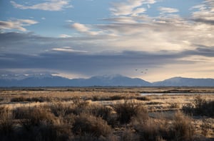 100mm Example Photo