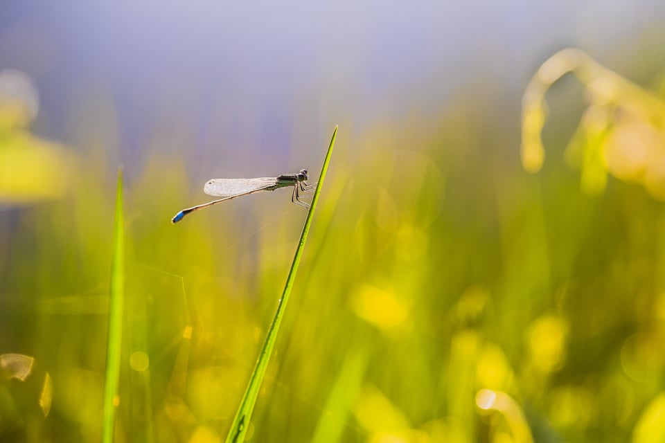 Damselfly Nikon 105 VR