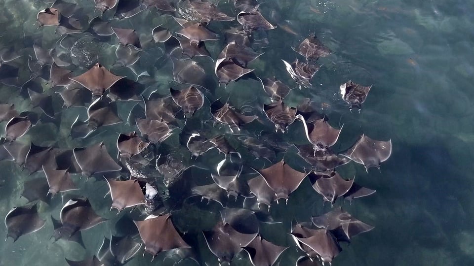 Devil Ray Group