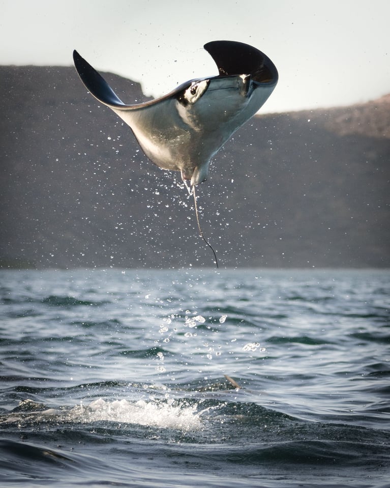 Devil Ray Jump #3