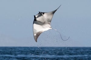 Devil Ray Jump #5