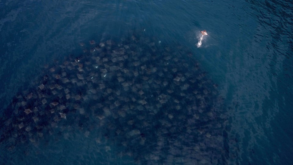 Devil Ray Jumping Out from Above